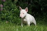 BULL TERRIER MINIATURE 170